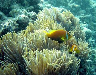 Malediven-Anemonenfisch